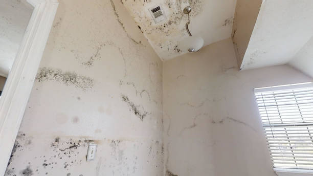 Best Mold Damage Restoration  in Riverton, NJ