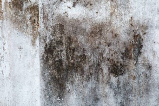 Best Environmental Consulting for Mold Prevention  in Riverton, NJ