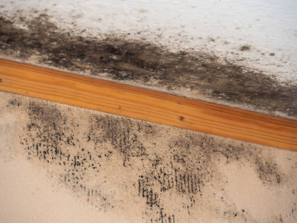 Best Mold Prevention Services  in Riverton, NJ