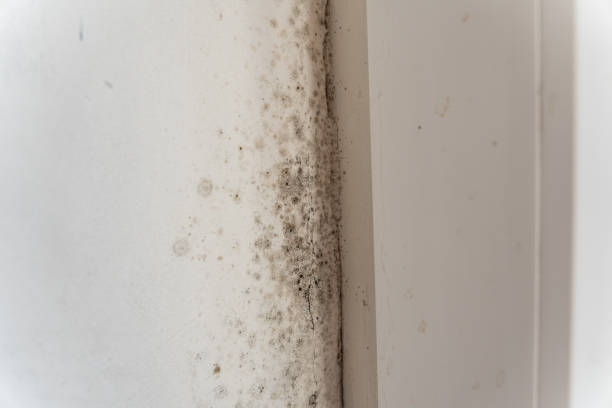 Best Asbestos and Lead Testing During Mold Inspection  in Riverton, NJ