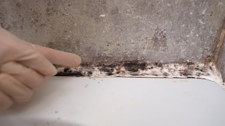 Best Real Estate Mold Inspection  in Riverton, NJ